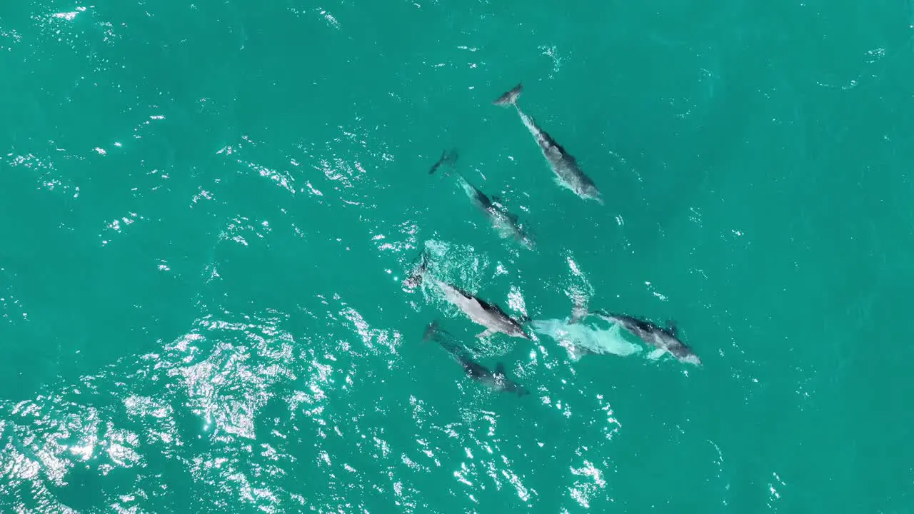 Pod of Dolphins Mating RARE Drone shot of Dolphins Reproducing and Mating close up top down drone shot