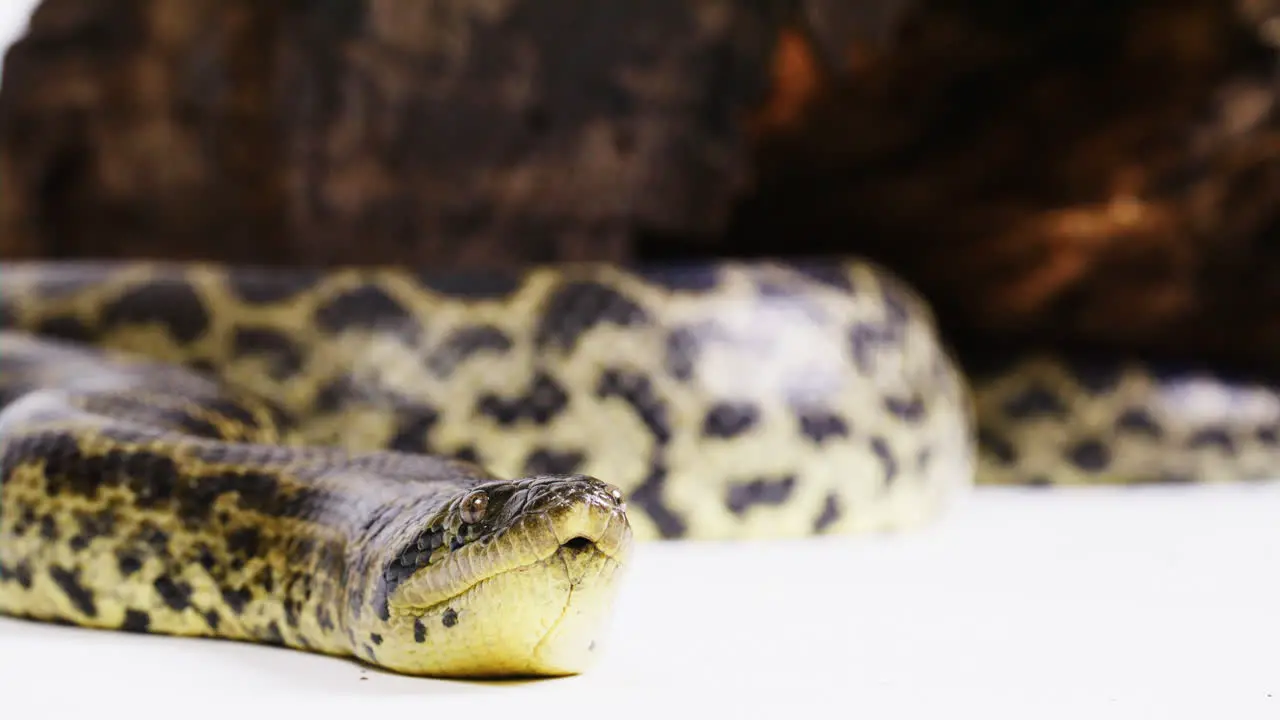 Yellow anaconda wild snake on white