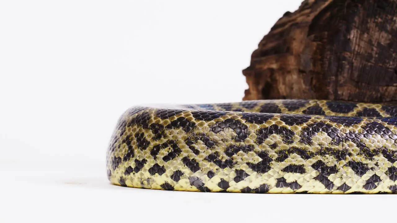 Yellow anaconda scales pattern close up