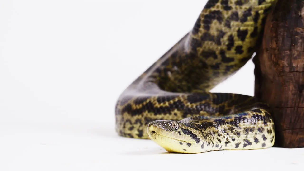 Yellow anaconda negative space on white background