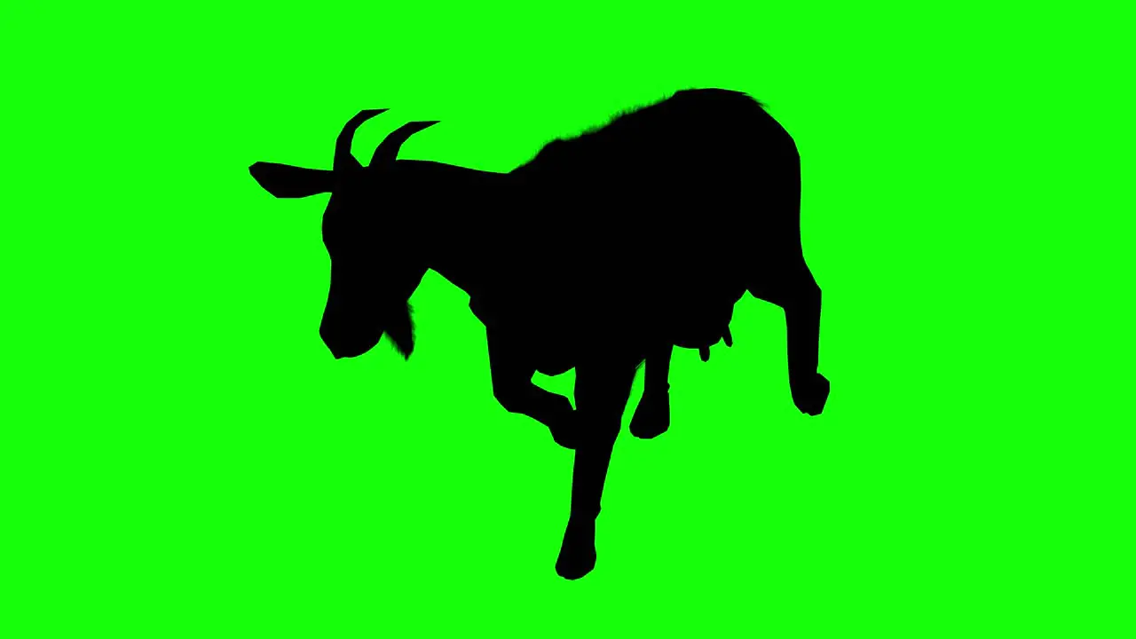 Silhouette of a goat walking on green screen perspective view