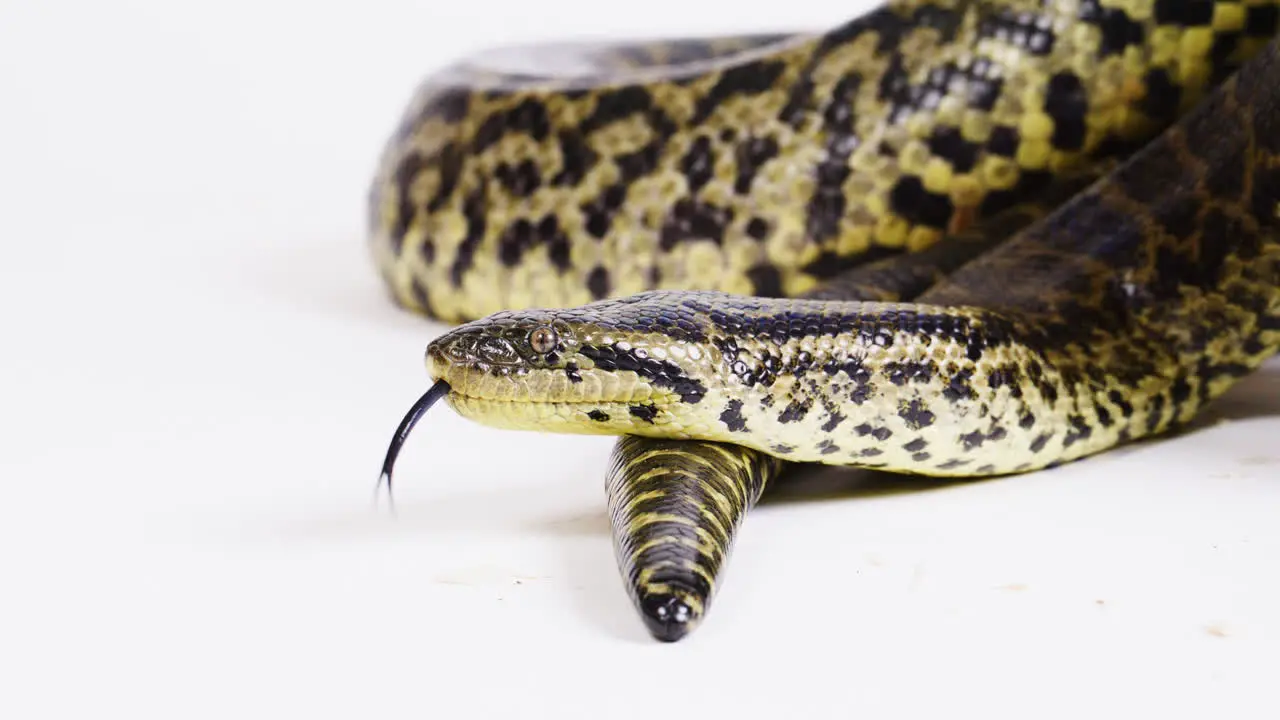 Yellow anaconda coiled up on white background