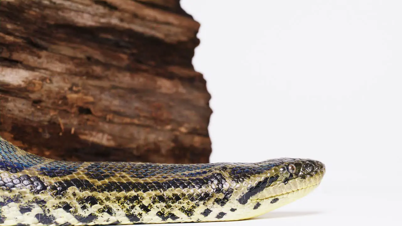 Yellow anaconda snake side profile with log on white