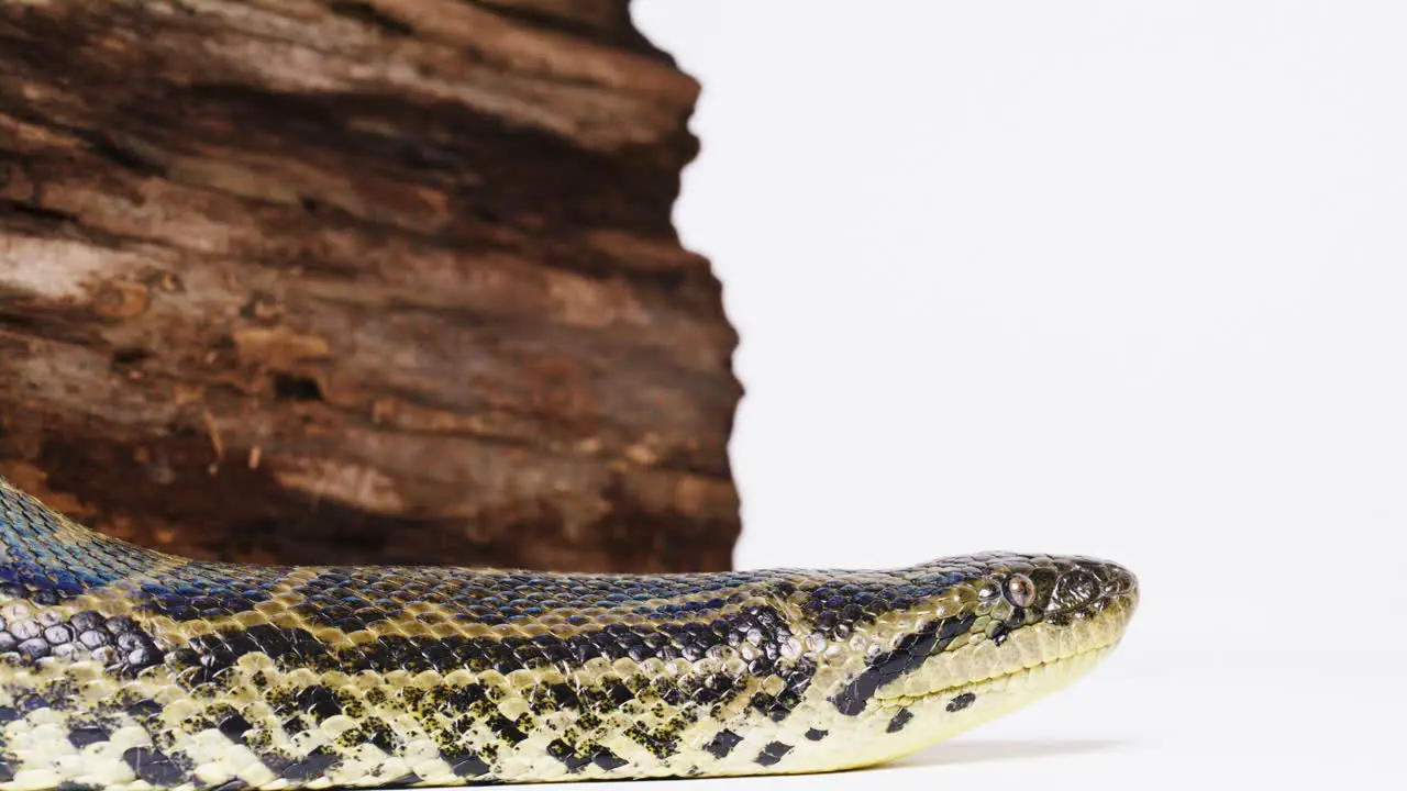 Yellow anaconda close up face side profile on white background snake