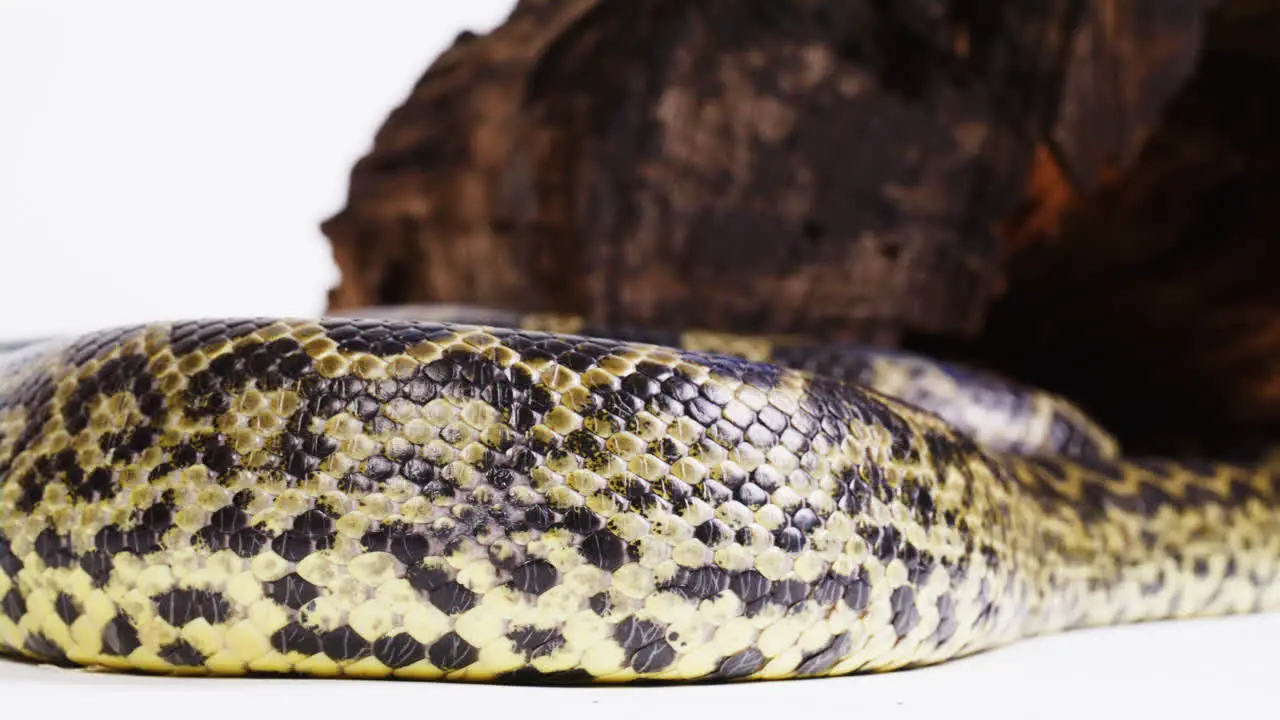 Yellow anaconda scales close up macro