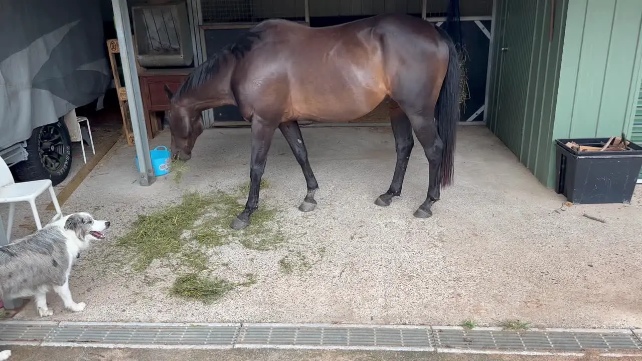 Brown stallion horse with Collie dog as horse eats hay on farm in Australia