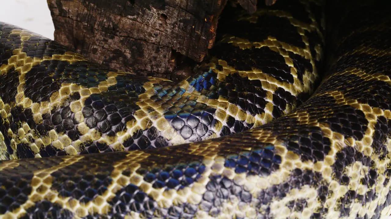 Yellow anaconda scales slithering close up