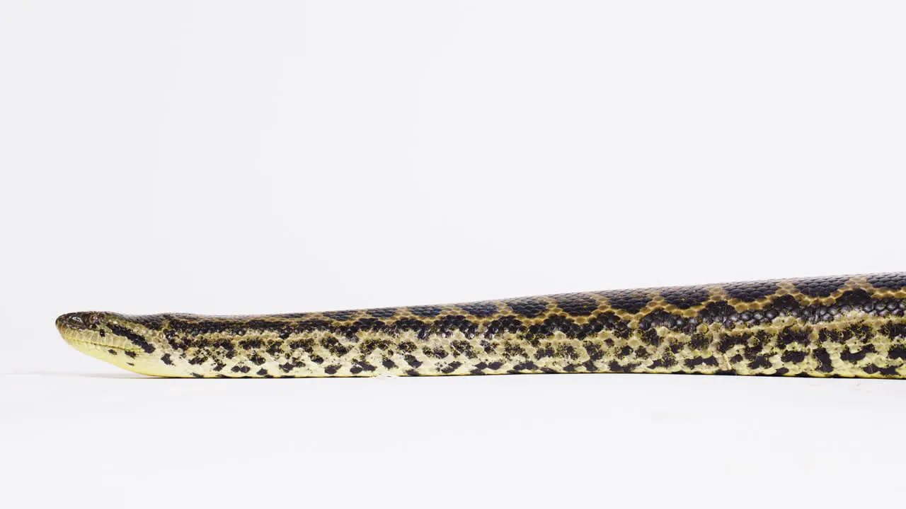 Yellow anaconda long snake on white background