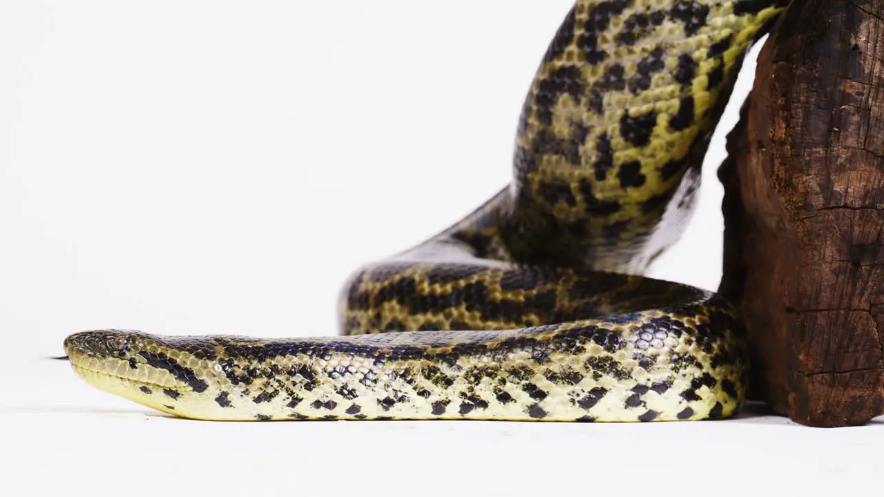 Yellow anaconda on white background slithering slowly