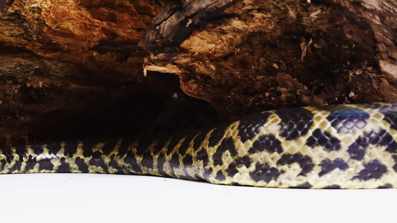 Yellow anaconda tail slithering past stump