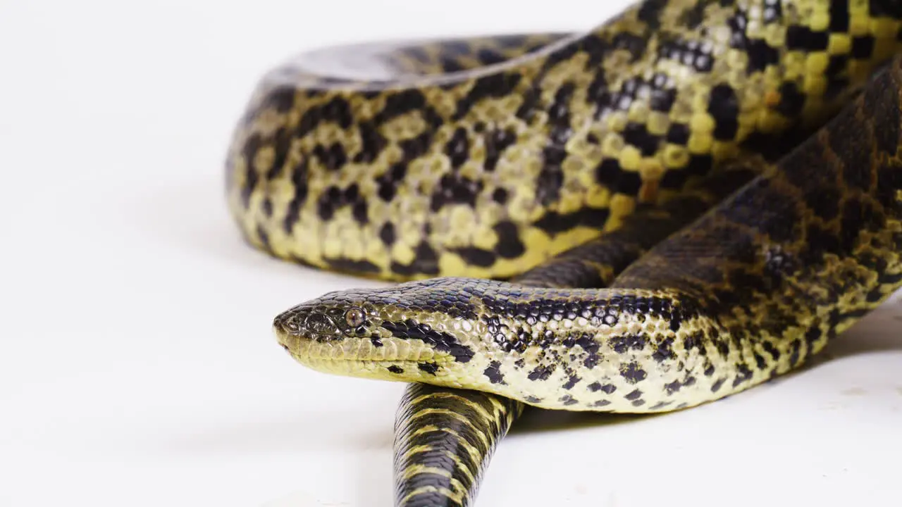 Yellow anaconda on white background coiled up