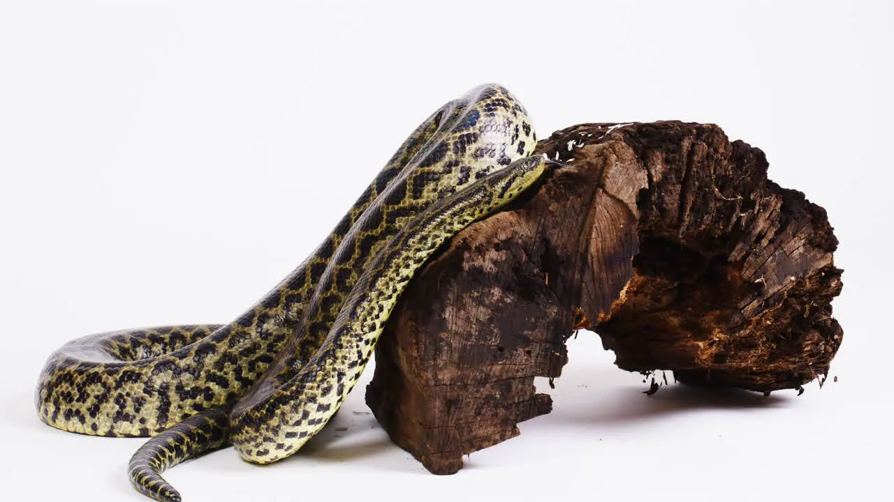 Yellow anaconda climbing up a stump on white background