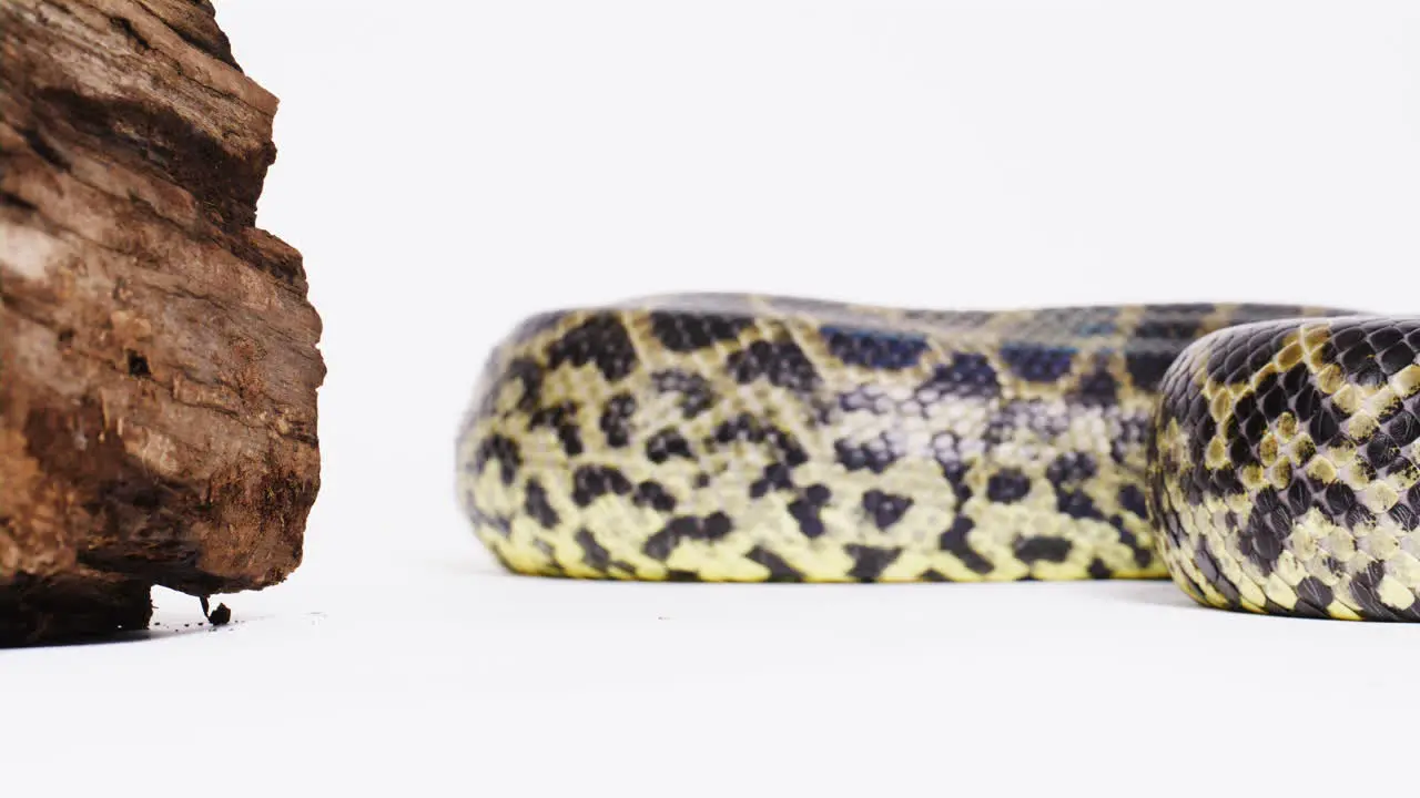 Yellow anaconda scale pattern on white background