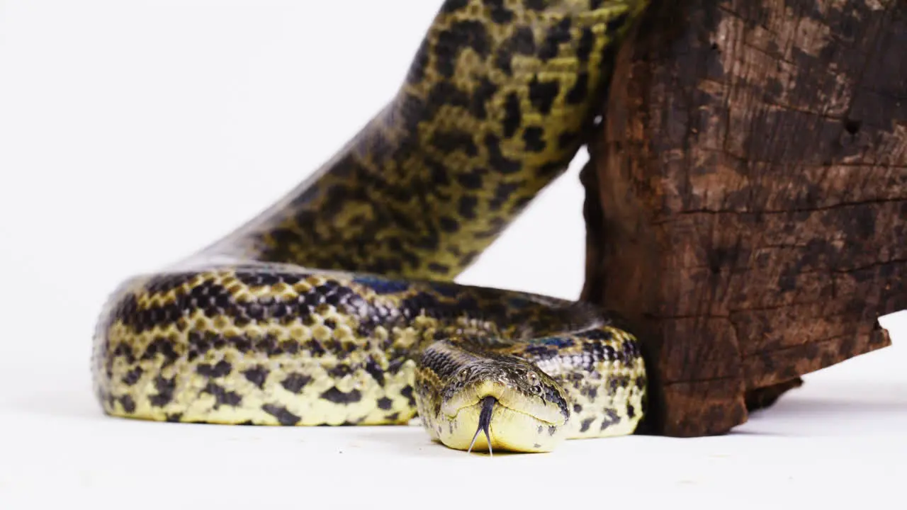 Yellow anaconda looking directly at camera slither