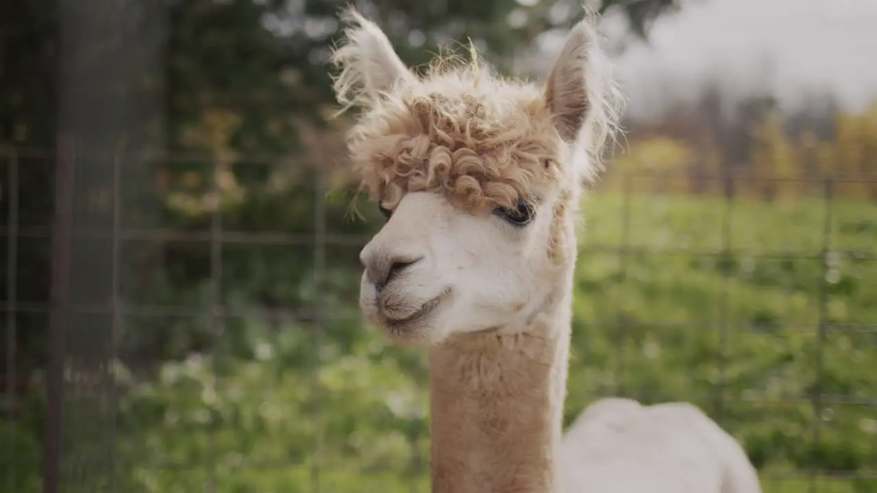 Portrait of a cute alpaca on a farm