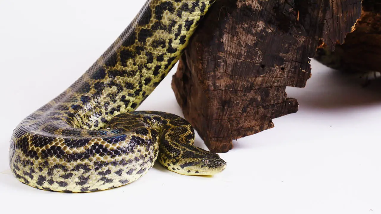 Yellow anaconda coiled beside stump on white