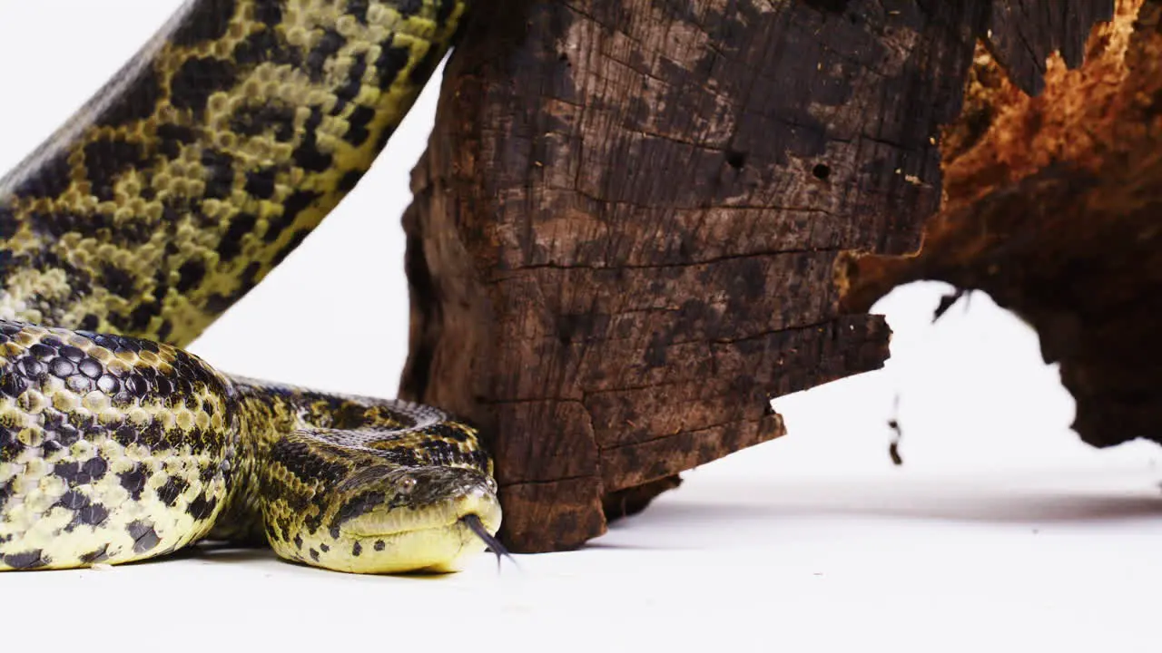 Yellow anaconda snake on white background