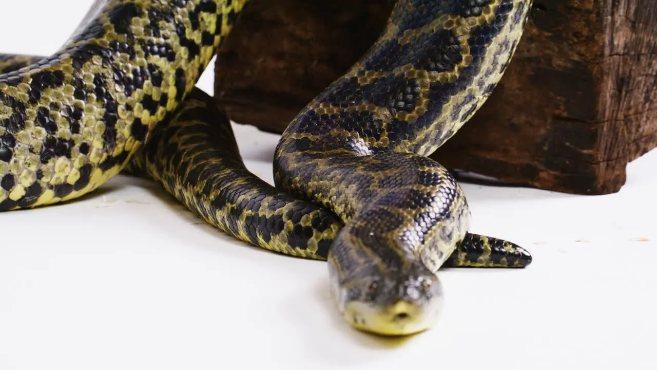 Yellow anaconda snake on white background slow mo