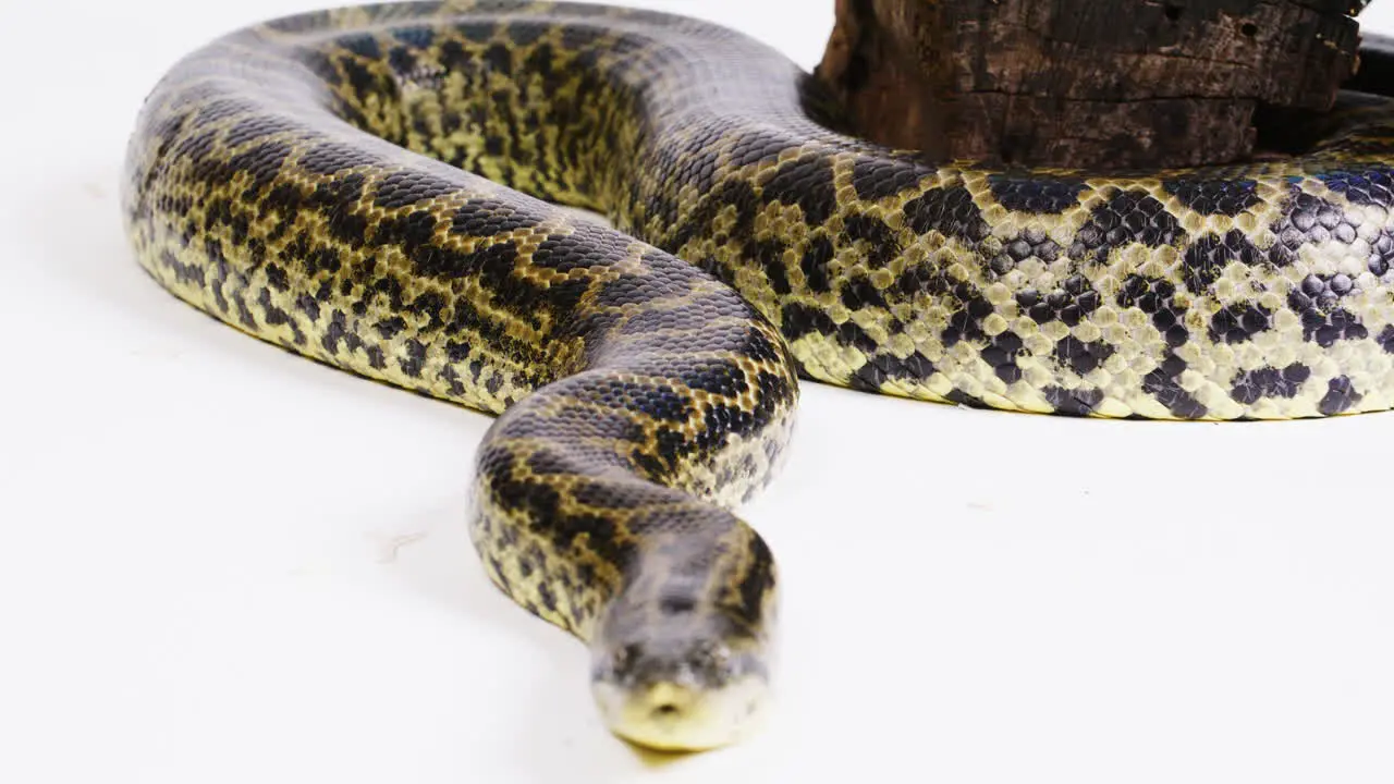 Yellow anaconda snake white background