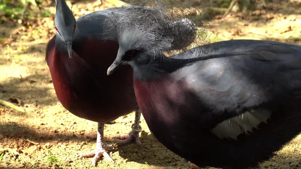 Maroon-breasted Crowned Pigeon with tag on leg