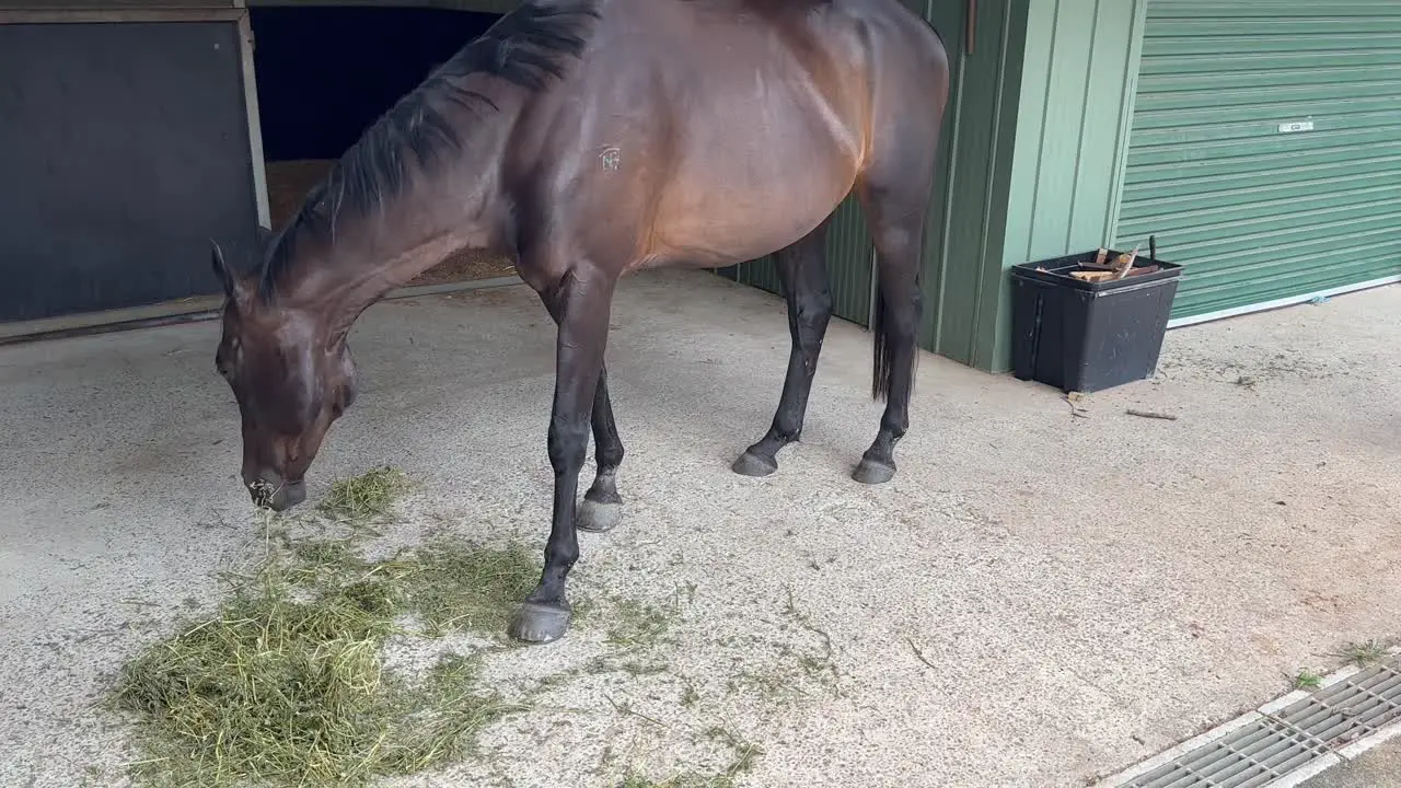 Brown horse eating hay in Queensland Australia