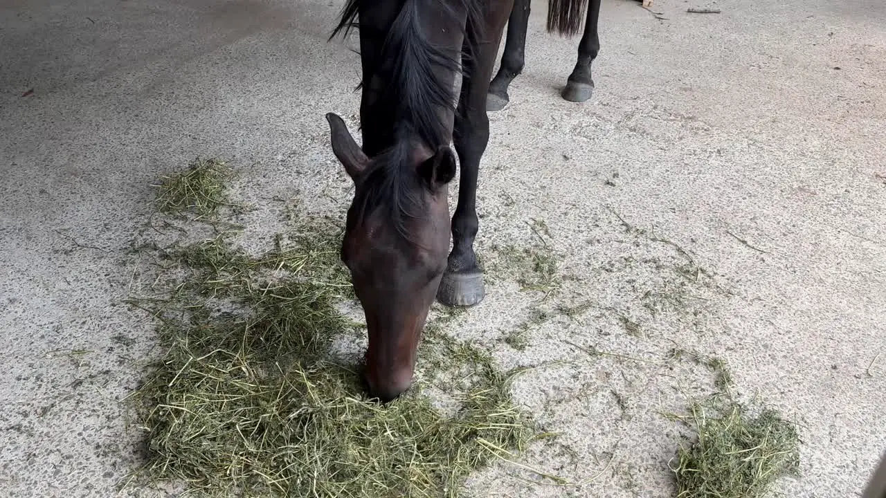 Head of brown horse eating hay in Queensland Australia