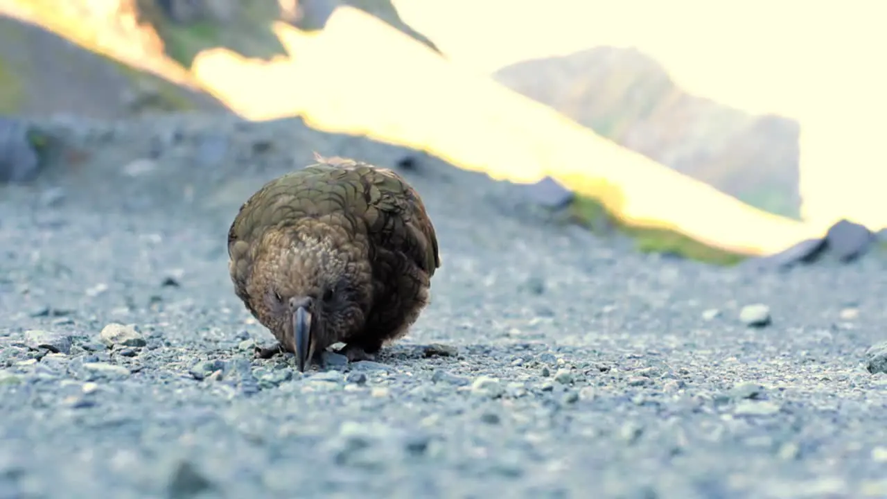 Close up of an adult Kea trying to pick up rocks with its beak