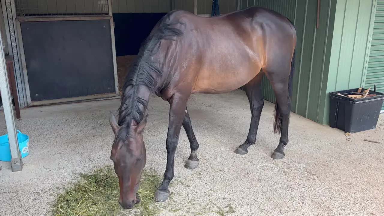 Wide shot of brown stallion horse eating hay on farm in Australia