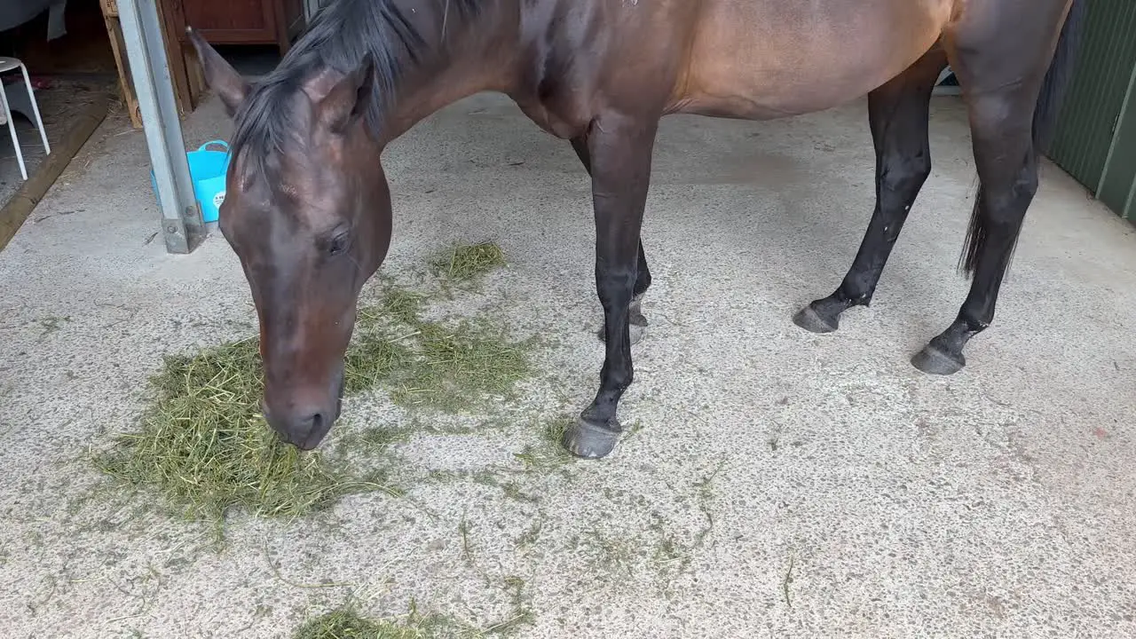 Close-up of Brown horse eating hay in Queensland Australia