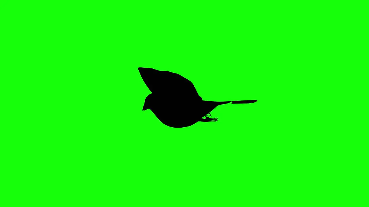 Silhouette of a sparrow flying on green screen side view