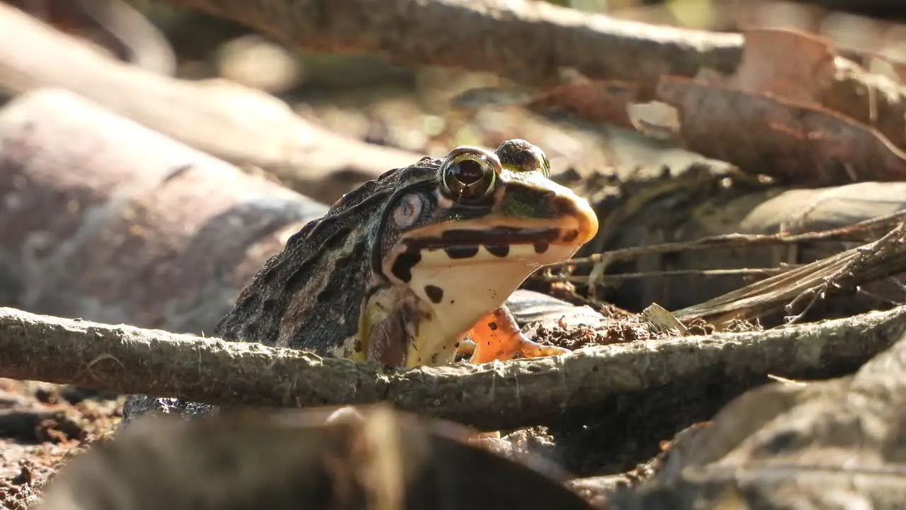 Frog waiting for food eyes 