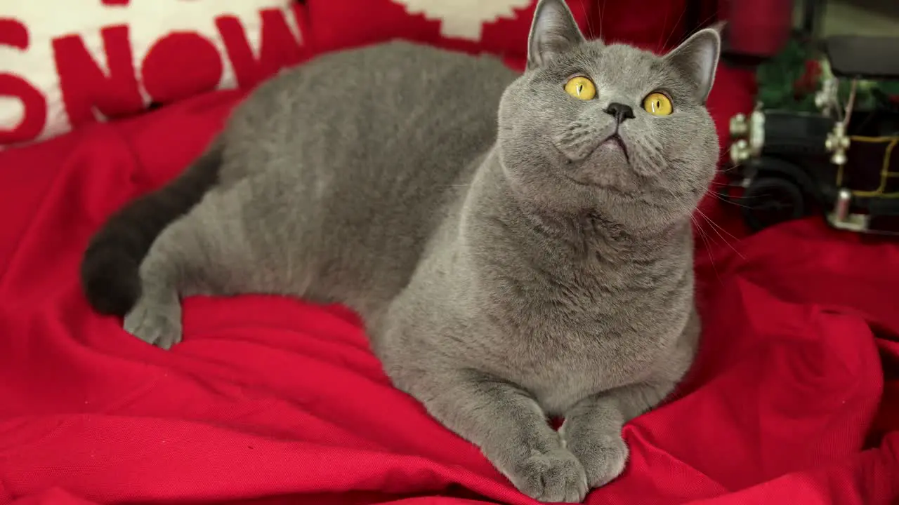 Curious British Shorthair cat looks around on red cover