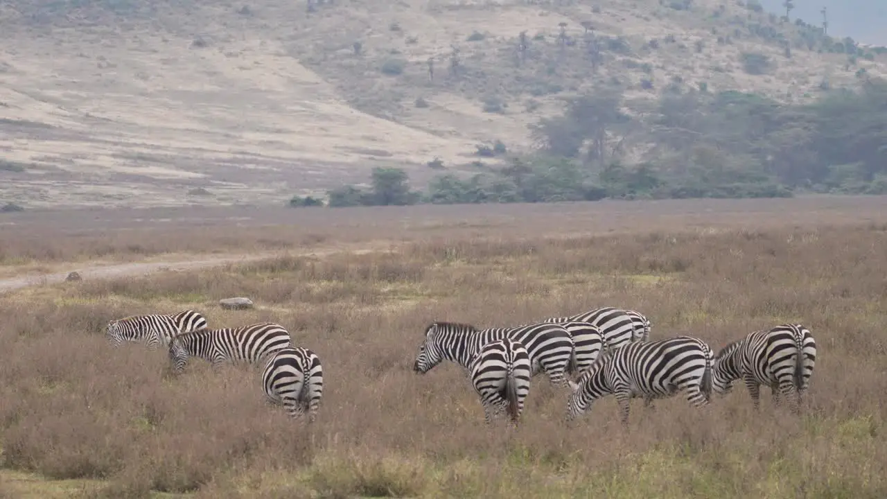 Wild zebras feeding