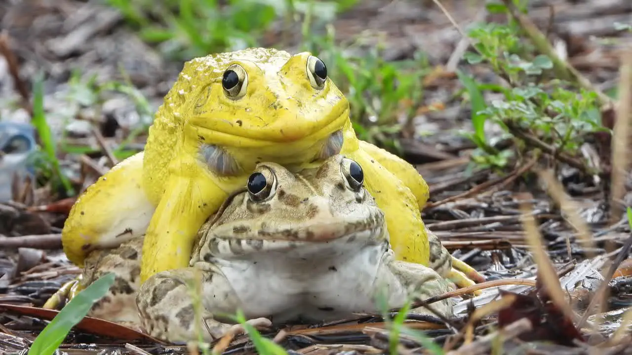 yellow frog -matting yes 