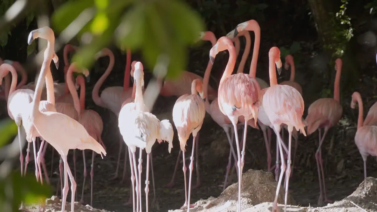 Incredible shot of flamingos caught walking