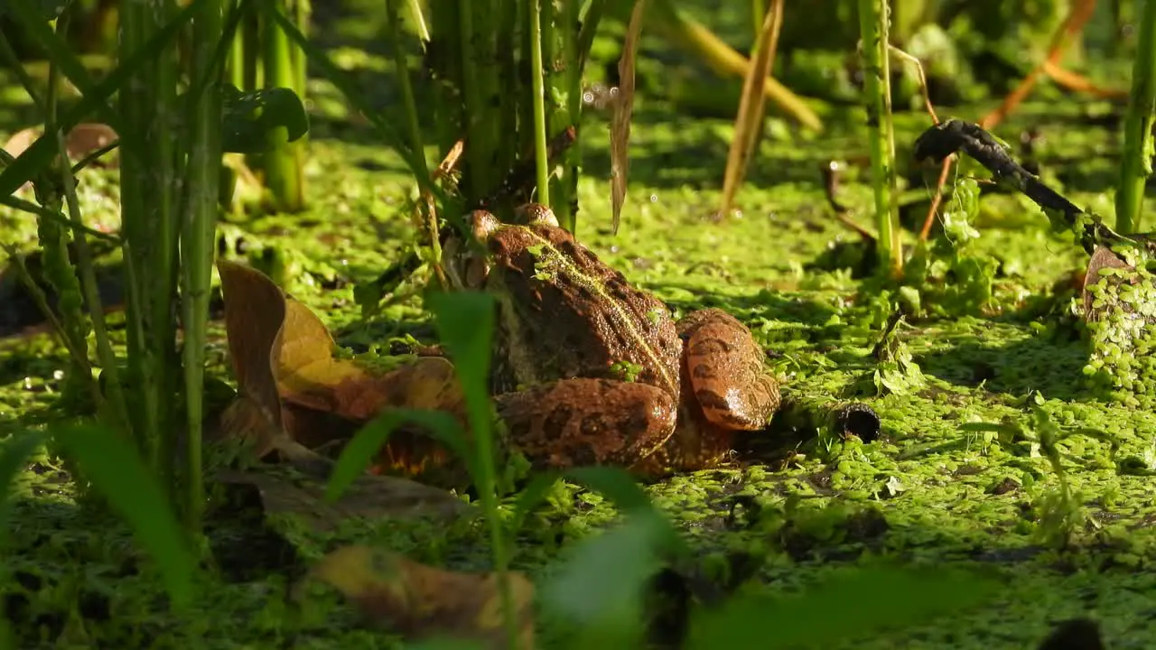 Frog in pond area relaxing wafting for food 