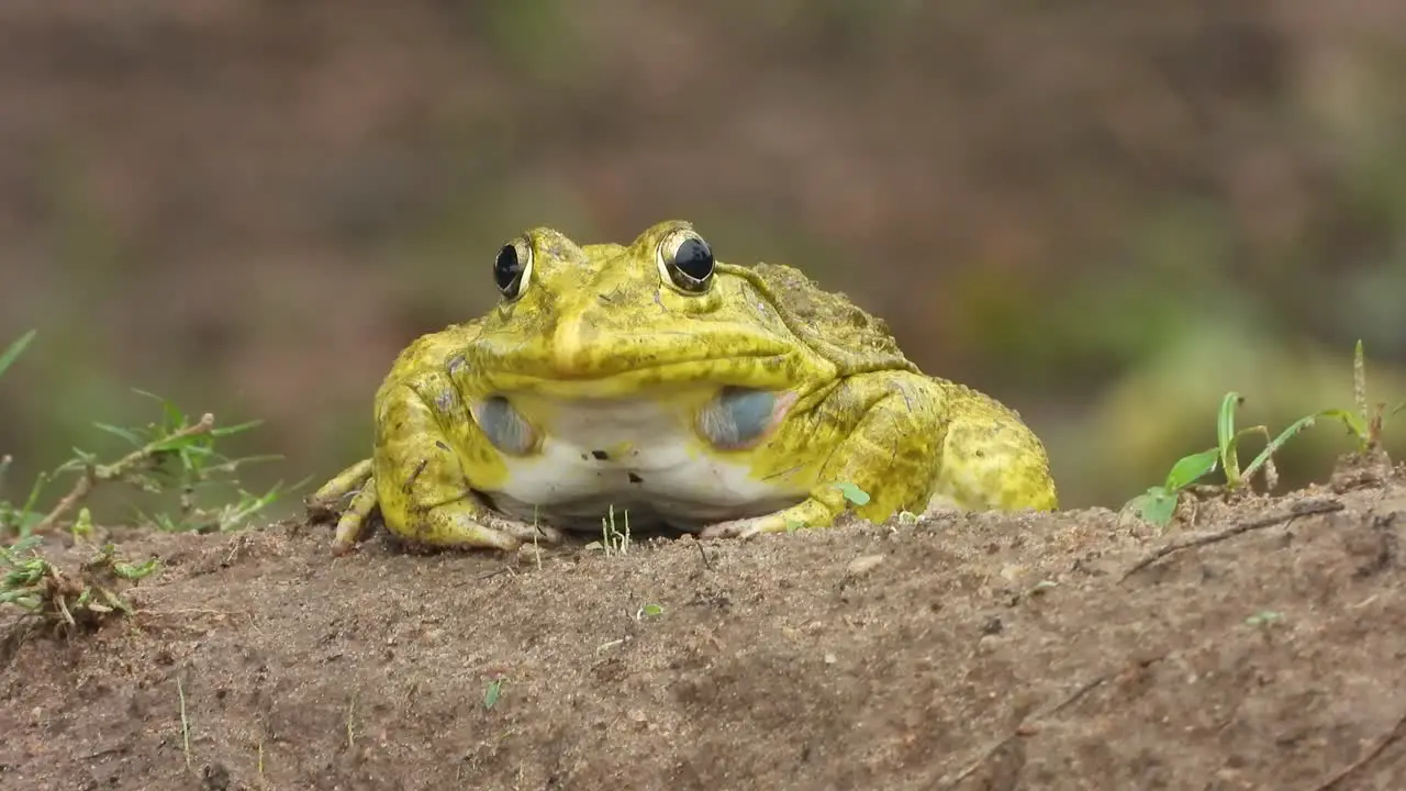 beautiful yellow frog in rain 