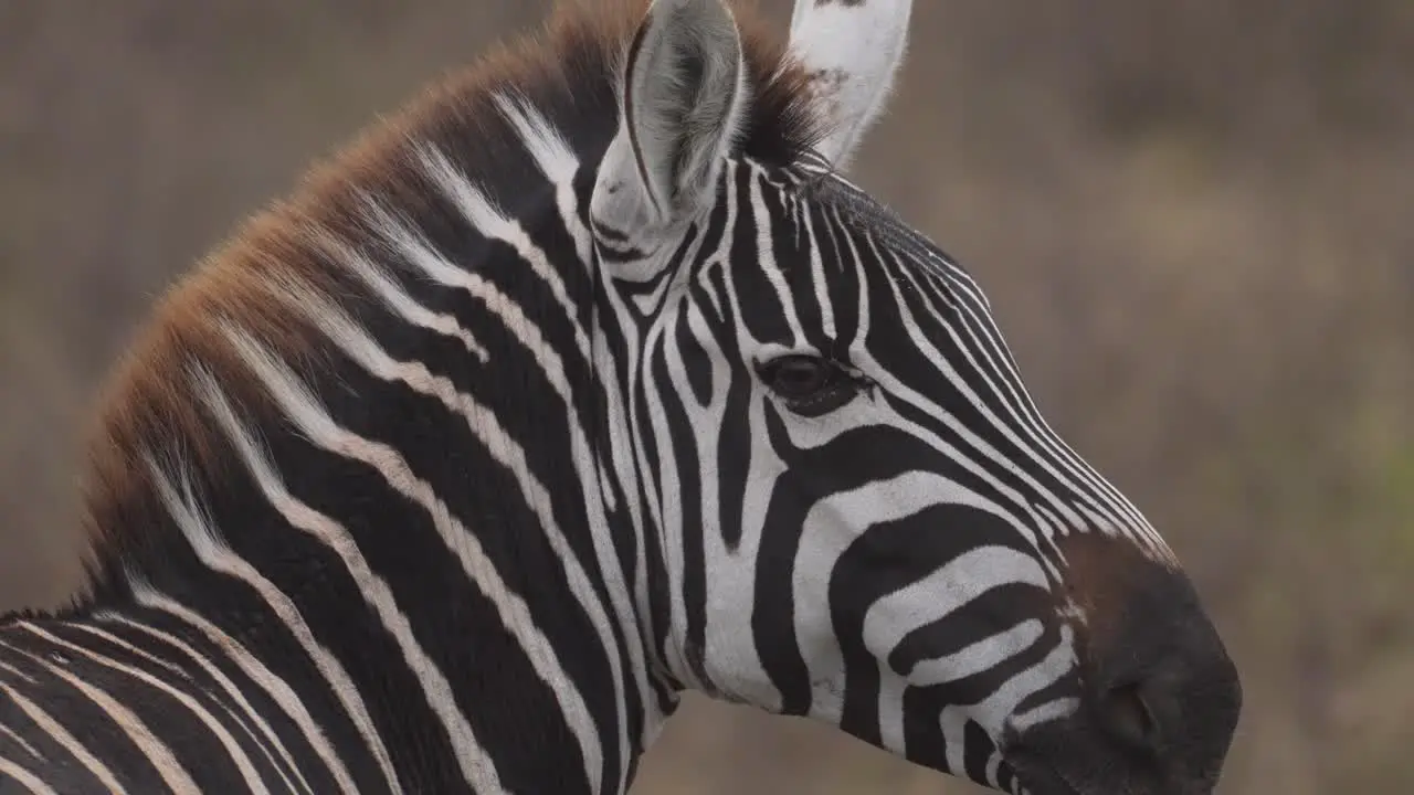 Cinematic close up of a wild zebra feeding