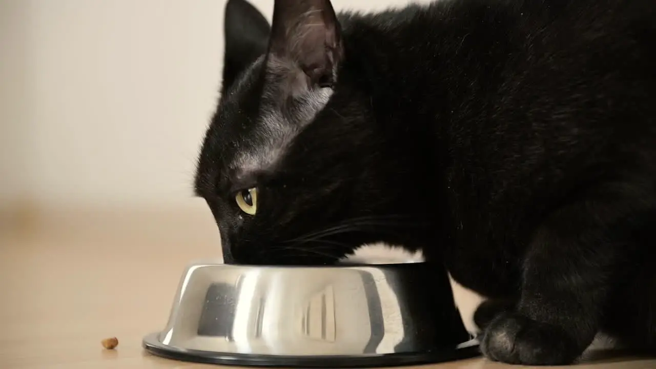 Close Up Of Hungry Black Cat Eating Food From Metal Bowl At Home