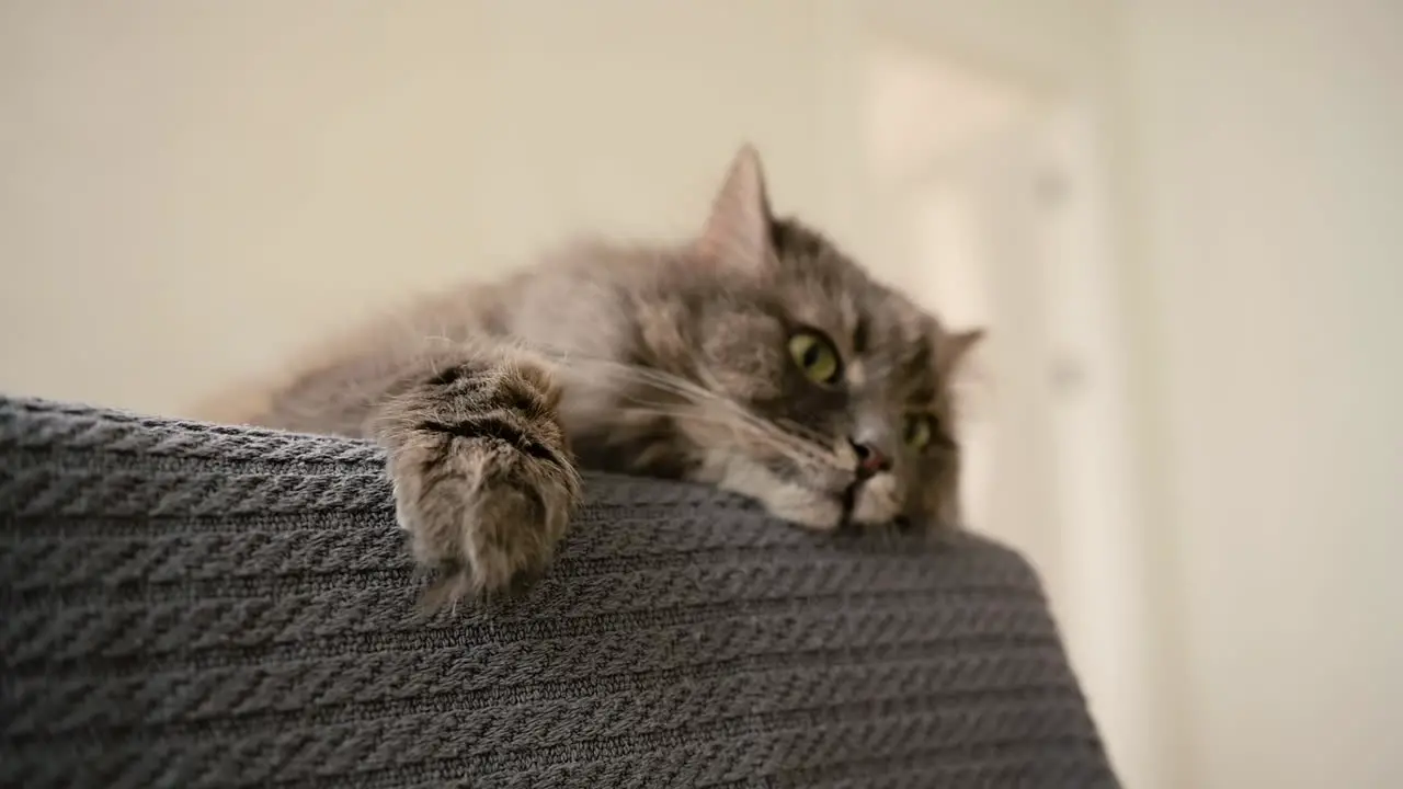 Adorable Tired Cat Resting On Sofa At Home