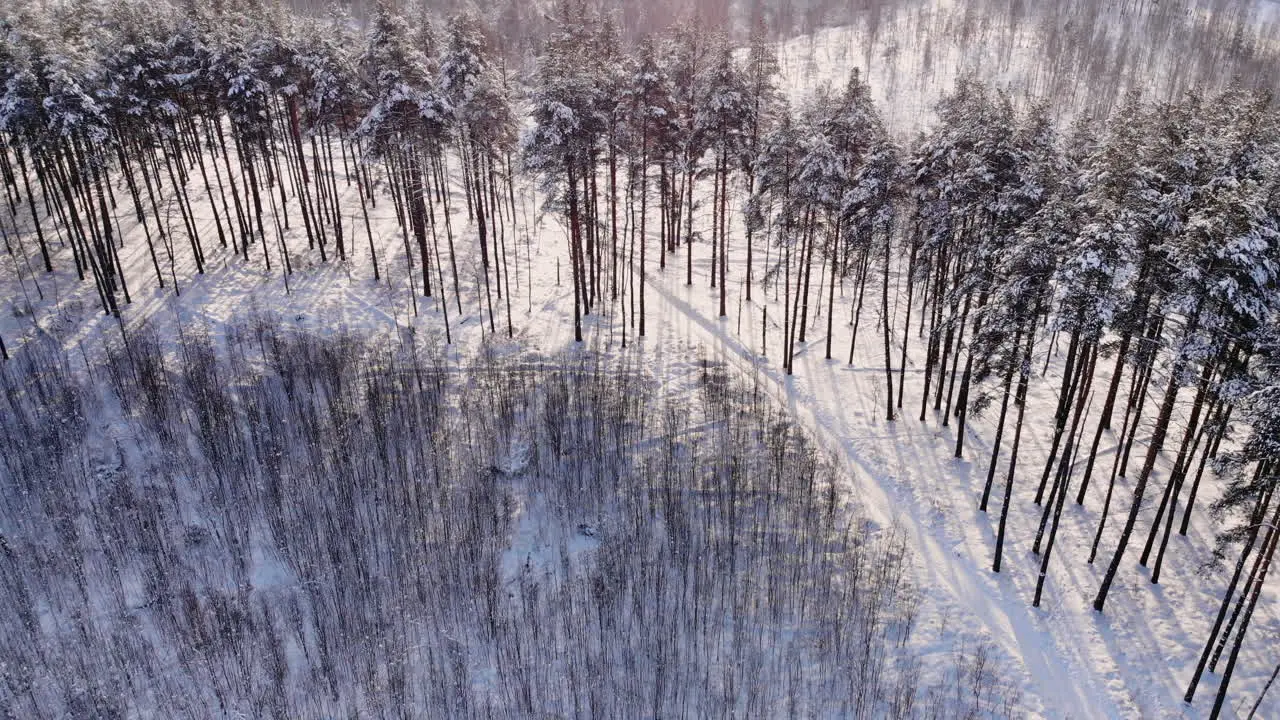 Car rides by road in snow-covered forest Footage Rays of the morning sun Aerial view Aerial view of a snowy forest with high pines and road with a car in the winter Top view of winter road