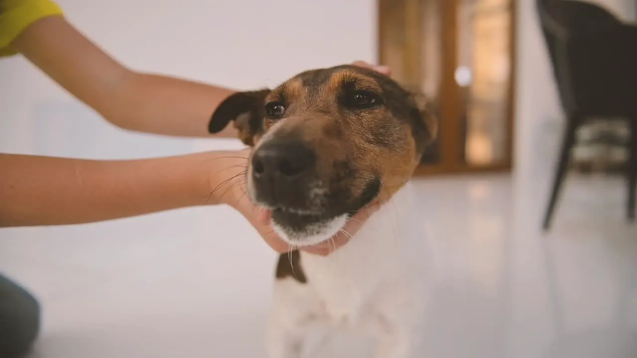 Boy Takes His Dog With His Hands And Brings Him Closer To The Camera