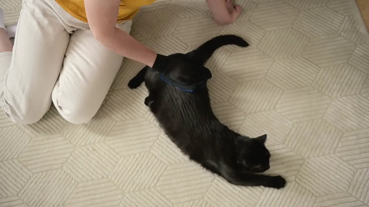 Top View Of An Unrecognizable Woman Sitting On Floor And Brushing Her Black Cat With Glove