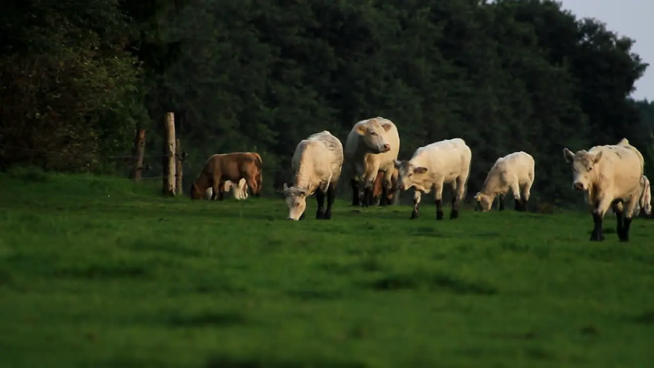 Cows Walking and Grazing