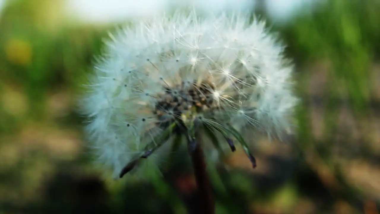 Dandelion in the Wind