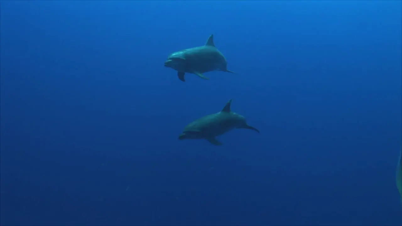 Dolphins Underwater