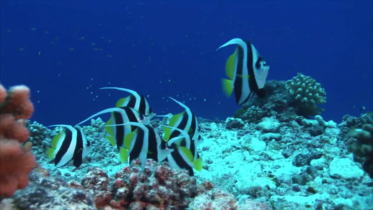 Tropical Fish Banner Fish on Coral Reef