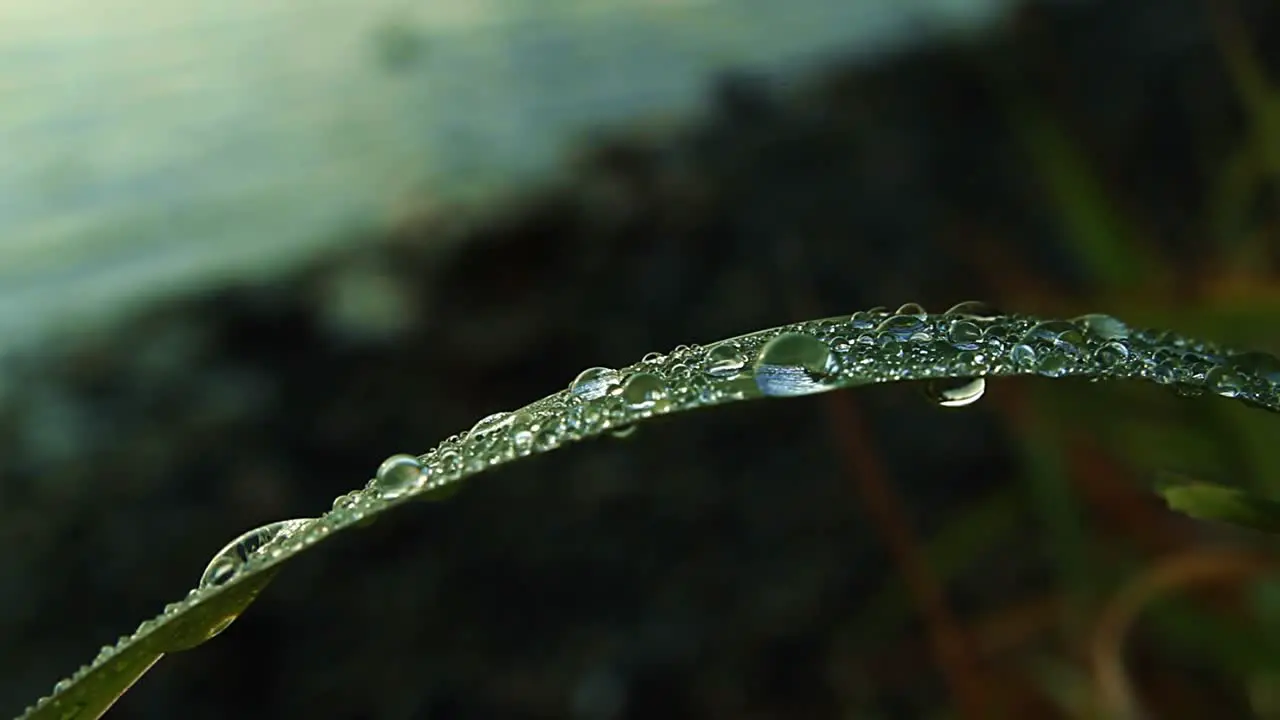 Lakeside Dew Drops