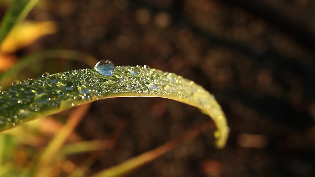 Morning Dew on Grass Blade