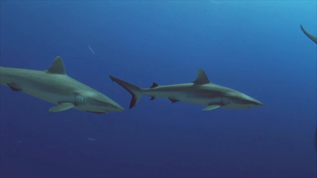 Grey Reef Sharks on a Coral Reef